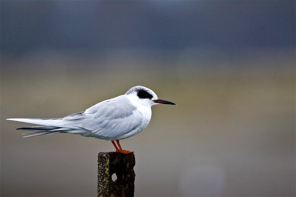 Forster's tern (Sterna forsteri). (Rinus Baak/USFWS) photo