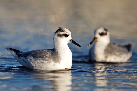 Red Phalaropes

You are free to use this image with the following photo credit: Peter Pearsall/U.S. Fish and Wildlife Service