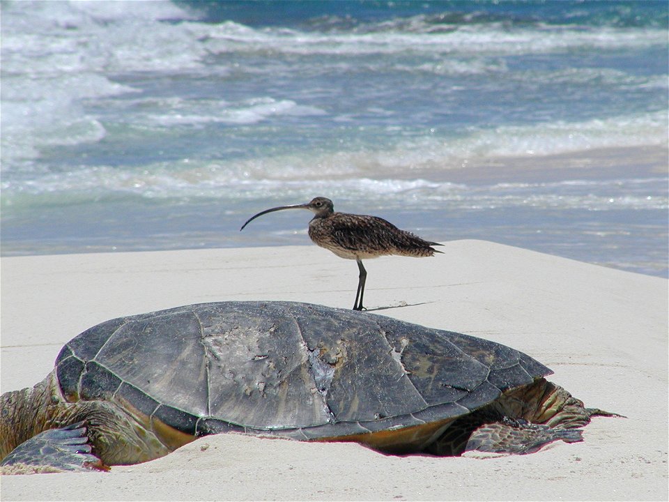 Far Eastern Curlew Numenius madagascariensis at French Frigate Shoals