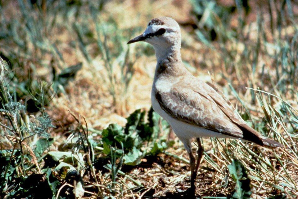 Charadrius montanus.