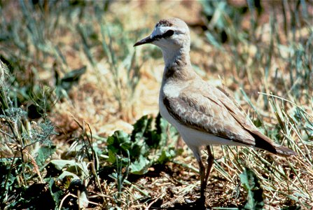 Charadrius montanus.