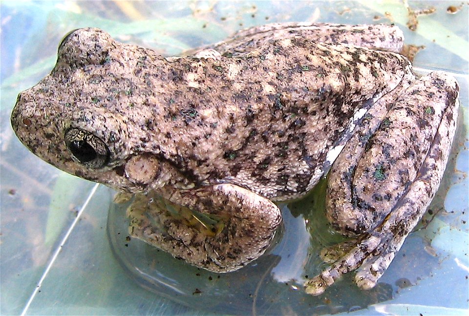 Peron's tree frog Taken, and uploaded by liquidGhoul 05:34, 3 December 2005 (UTC)