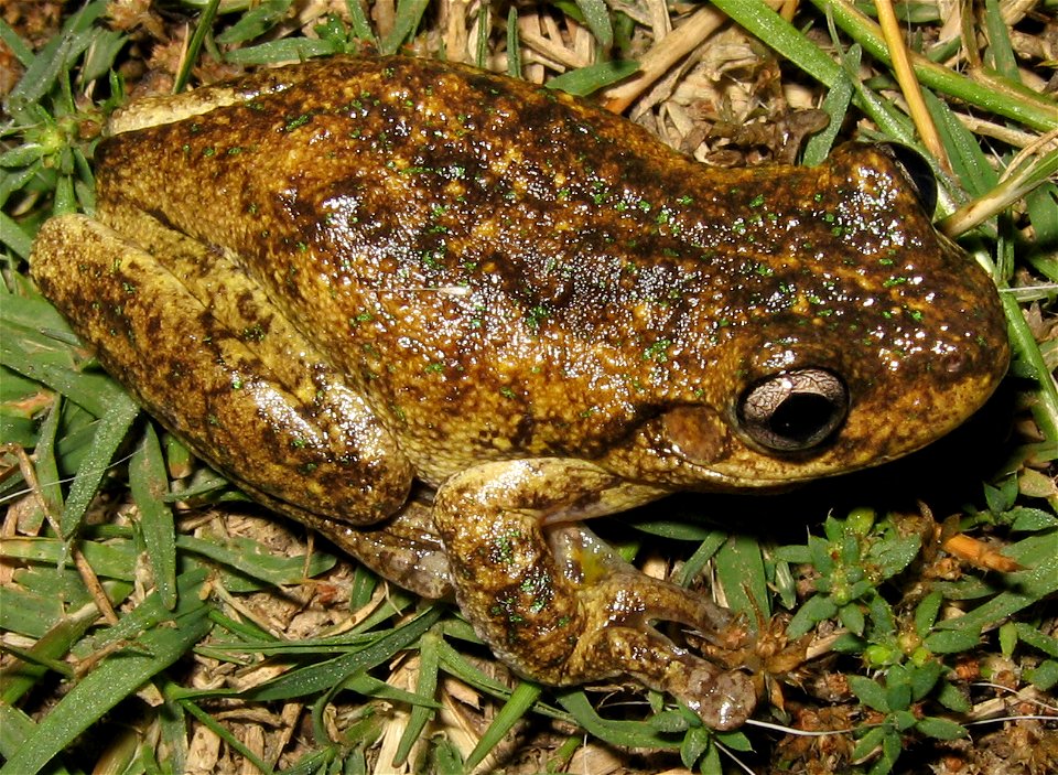 en:Peron's tree frog (Litoria peronii) with the darker colouration.