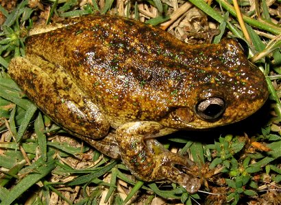 en:Peron's tree frog (Litoria peronii) with the darker colouration.