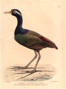 Zoological researches in Java, and the neighbouring islands /  by Thomas Horsfield.