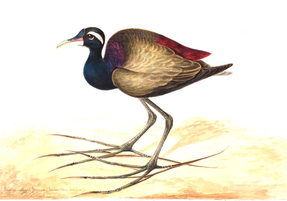 Bronze winged jacana (Metopidius indicus)