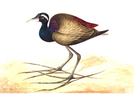 Bronze winged jacana (Metopidius indicus)