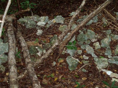 Key Largo woodrat habitat