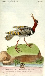 Rhynchée peinte, appelée ici bécassine de Madagascar
                        Latina:  Rostratula benghalensis