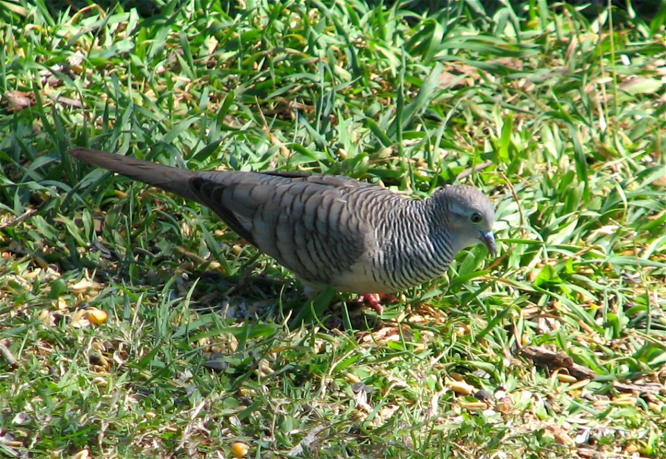 Peaceful Dove found at Lake Awoonga photo