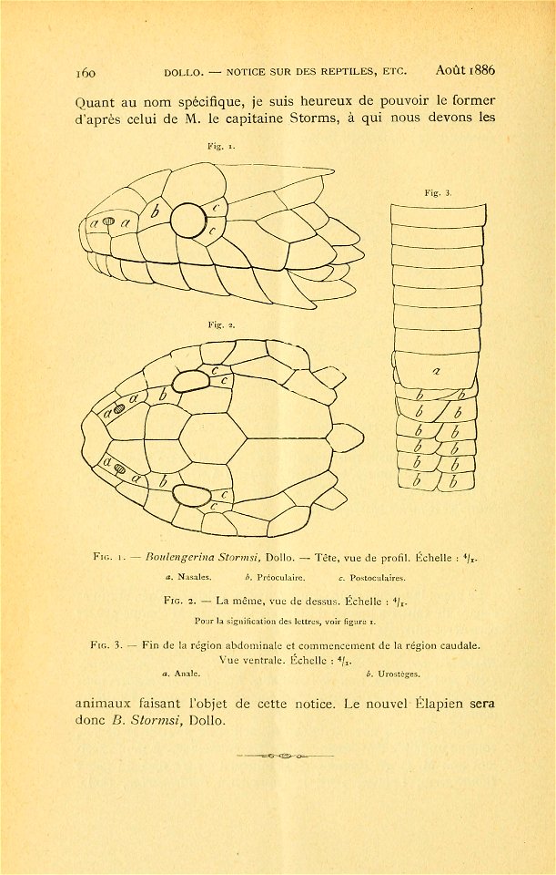 Bulletin du Musée royal d'histoire naturelle de Belgique = Mededeelingen van het Korinklijk Natuurhistorisch Museum van België