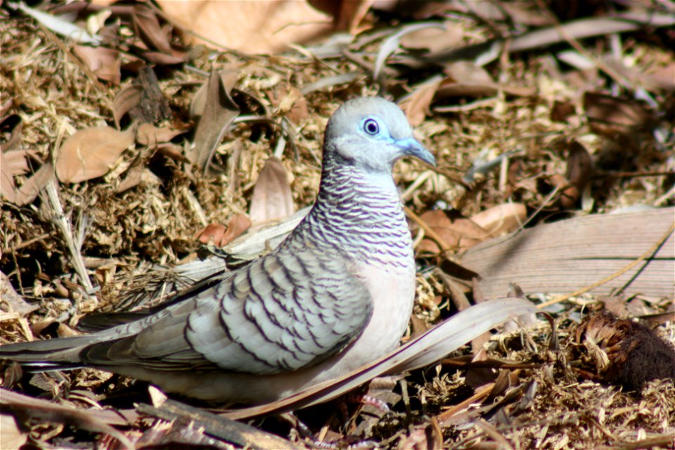 Peaceful Dove in Cairns, Australia.