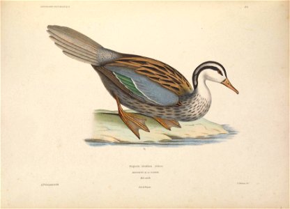 Iconographie ornithologique