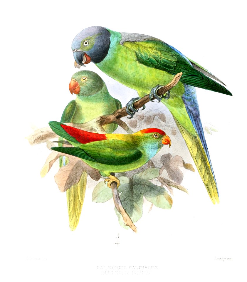 Psittacula calthropae, Loriculus vernalis
