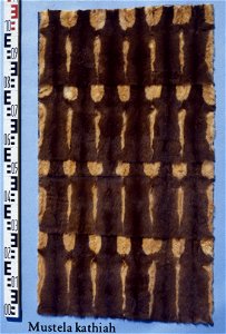 Yellow bellied weasel (Mustela kathiah), fur plate. Fur skin collection, Bundes-Pelzfachschule, Frankfurt/Main, Germany