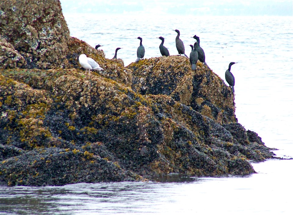 Cormorants (Pelagic Cormorant Phalacrocorax pelagicus and/or Red-faced Cormorant Phalacrocorax urile), Glaucous-winged Gull Larus glaucescens, kelp, and mussles are just a few members of the diverse a