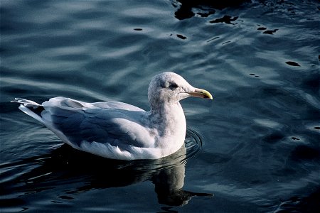 Glaucous-winged Gull (Larus glaucescens) photo