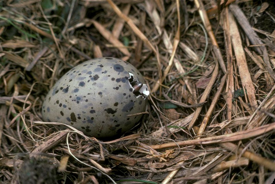 : Glaucous-winged Gull Chick Pipping