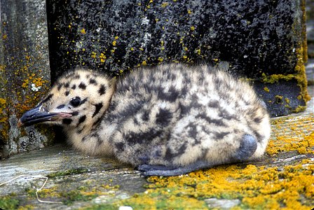 : Glaucous-winged Gull Chick (Larus glaucescens) photo