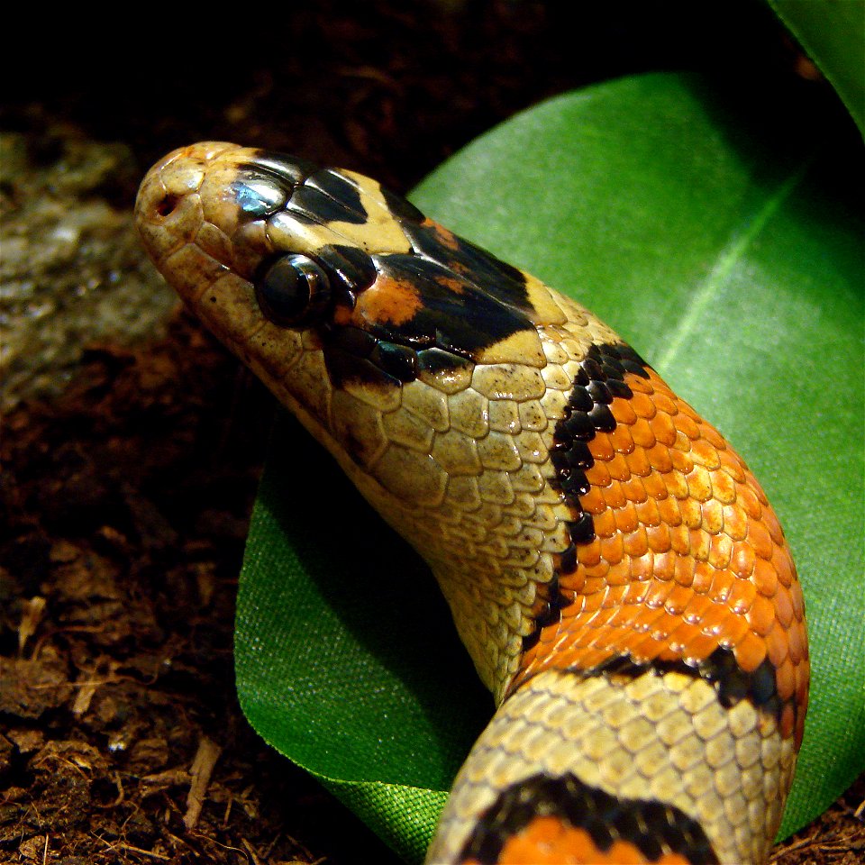 Serpent-Roi Mexicain ( Lampropeltis mexicana). L'Ile aux Serpents, à La Trimouille (86).