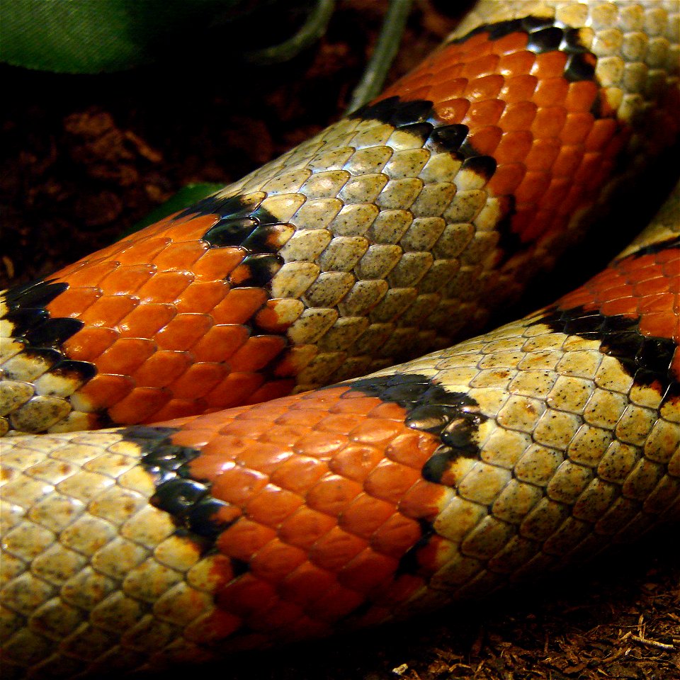 Serpent-Roi Mexicain ( Lampropeltis mexicana): détail des écailles. L'Ile aux Serpents, à La Trimouille (86).