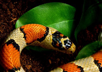 Serpent-Roi Mexicain (Lampropeltis mexicana). L'Ile aux Serpents, à La Trimouille (86).