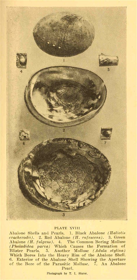 Abalone shells and pearls. Black abalone (Haliotis cracherodii)-1; Red abalone (H. rufescens-2; Green abalone (H. fulgens)-3; Common boring mollusc (Pholadidea parva) which causes the formation of bli