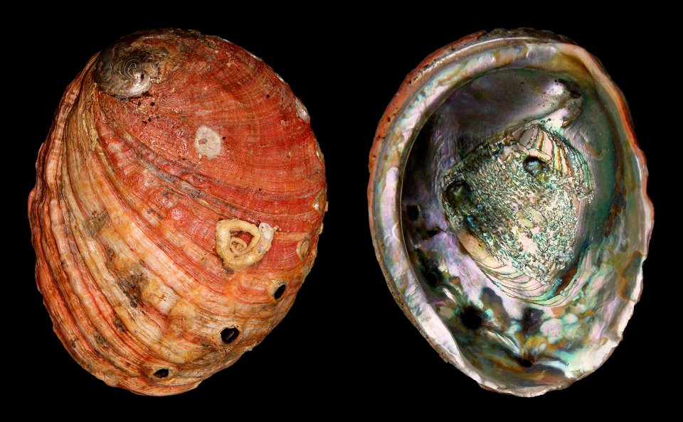 Haliotis rufescens Swainson, 1822. Red Abalone, USA. 22 cm.