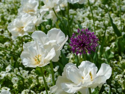 Allium ornamental onion purple photo