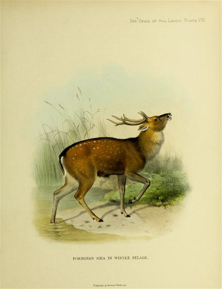 The Deer of All Lands . Plate VIII 

PuMLsked by Rnwiarul Ward, ltd