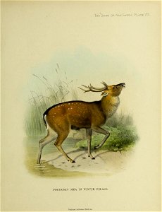 The Deer of All Lands . Plate VIII PuMLsked by Rnwiarul Ward, ltd photo
