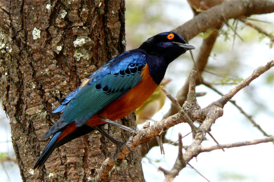 Hildebrandt's Starling (Lamprotornis hildebrandti) at Serengeti National Park