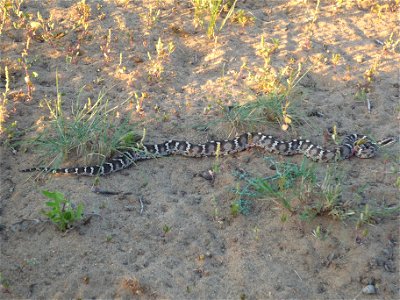 Gloydius halys in Bayan-Onjuul sum, Tov province, Mongolia