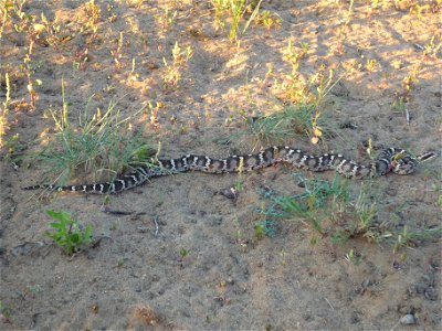 Gloydius halys in Bayan-Onjuul sum, Tov province, Mongolia photo