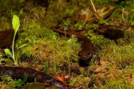 A Northwest salamander (Ambystoma gracile) darts along the ground at Cape Meares National Wildlife Refuge in Oregon. (Roy W. Lowe/USFWS) photo