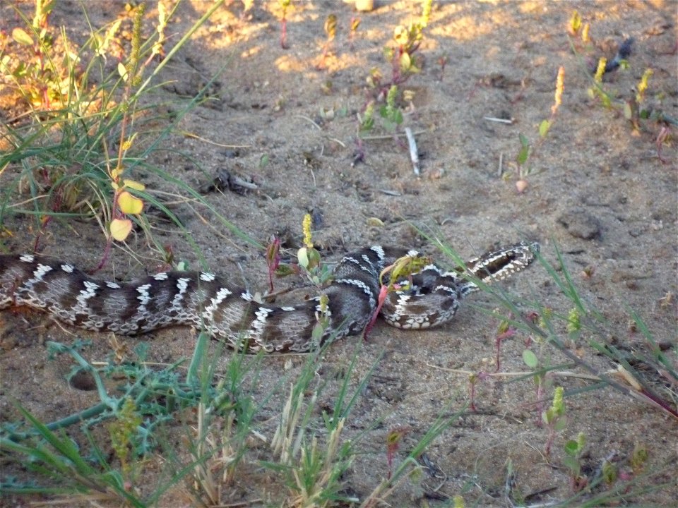 Gloydius halys in Bayan-Onjuul sum, Tov province, Mongolia