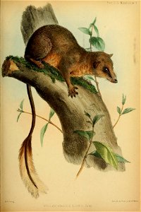 Proceedings of the Zoological Society of London (Mammalia Plate II) (7629925256)
