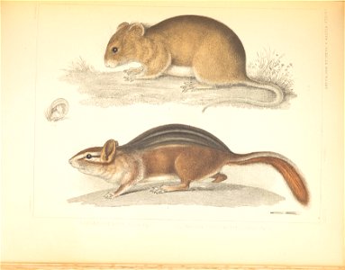 Mammals of North America; the description of species based chiefly on the collections in the Museum of the Smithsonian Institution.