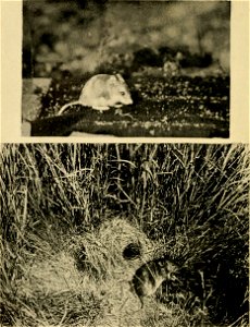 : Animal life of the Carlsbad cavern
Identifier: animallifeofcarl00bail (find matches)
Year: 1928 (1920s)
Authors: Bailey, Vernon, 1864-1942
Subjects: Zoology -- New Mexico; Botany -- New Mexico; Cave