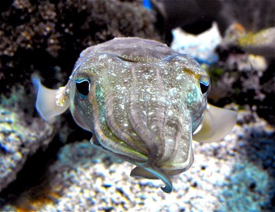 Sepia pharaonis at the Birch Aquarium in San Diego, California, USA. photo