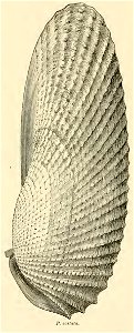 Pholas costata (now known as Cyrtopleura costata), the angel-wing clam. From: Gould, Augustus A. (1870) Report on the Invertebrata of Massachusetts, Second Edition, Boston: Wright and P photo