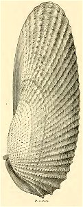 Pholas costata (now known as Cyrtopleura costata), the angel-wing clam. From: Gould, Augustus A. (1870)       Report on the Invertebrata of Massachusetts, Second Edition, Boston:  Wright and P