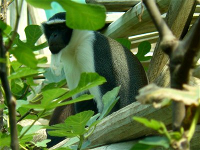 Cercopithecus diana roloway at Munich Zoo