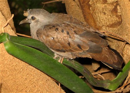 Ruddy Ground-dove (immature) in Brazil