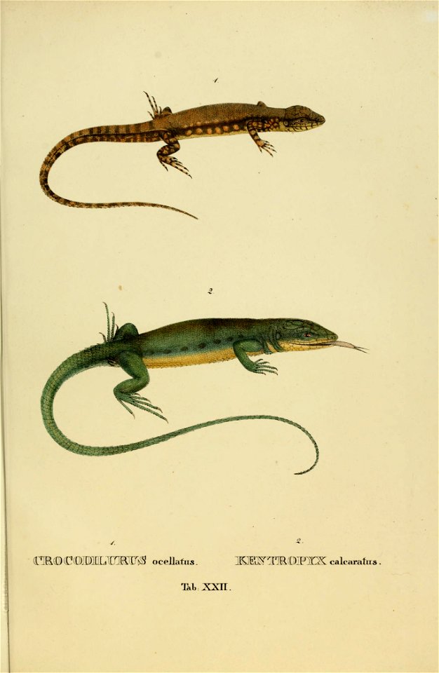 Animalia nova, sive, Species novae lacertarum quas in itinere per Brasliliam annis MDCCCXVII-MDCCCXX jussu et auspiciis Maximilani Josephi I. Bavariae regis suscepto / collegit et descripsit Dr. J. B.
