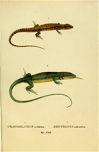 Animalia nova, sive, Species novae lacertarum quas in itinere per Brasliliam annis MDCCCXVII-MDCCCXX jussu et auspiciis Maximilani Josephi I. Bavariae regis suscepto / collegit et descripsit Dr. J. B.
