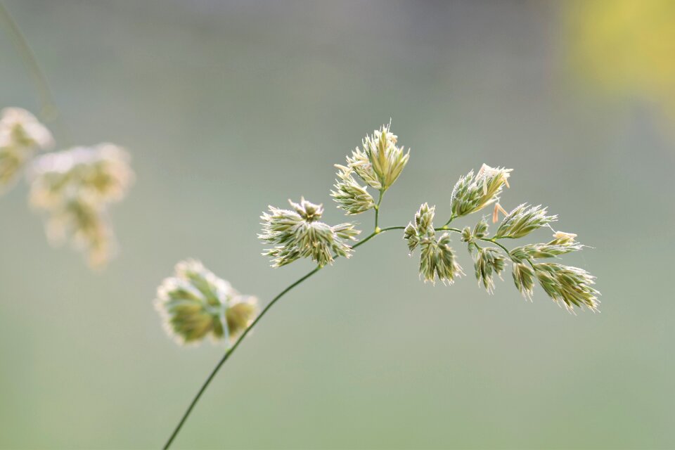 Nature grasses blade of grass