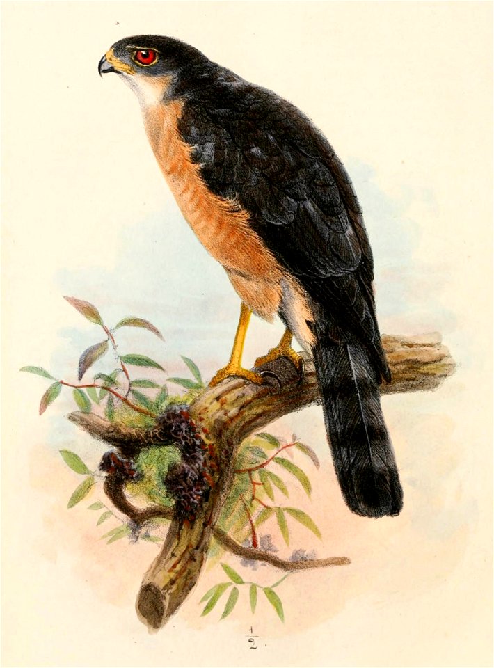 English:  « Accipiter stevensoni » = Accipiter gularis (Japanese Sparrowhawk)Français :  « Accipiter stevensoni » = Accipiter gularis (Épervier du Japon)