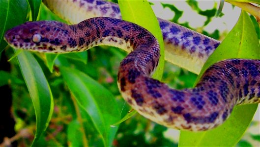 Spotted Python, found in Central Queensland, Australia photo