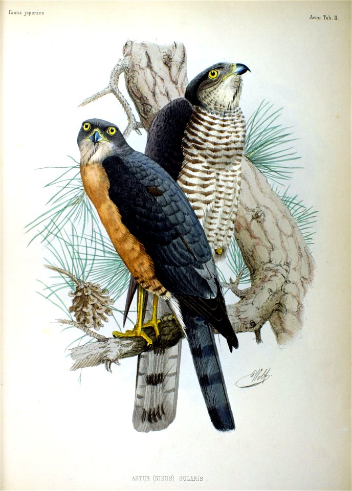 Japanese Sparrowhawks (Astur gularis=Accipiter gularis), in an illustration from Fauna Japonica
